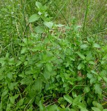 Bergamot Mint essential oil