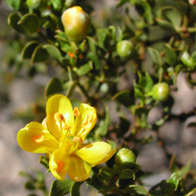 Chaparral/Pinyon co-distill  (Larrea tridentata / Pinus edulis) essential oil