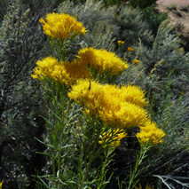 Rabbitbrush (Ericameria nauseosa var. graveolens) essential oil