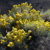 Rabbitbrush (Ericameria nauseosa var. hololeuca) essential oil