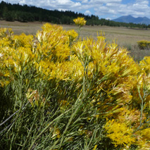 Rabbitbrush (Ericameria nauseosa var. oreophila) essential oil