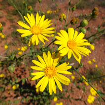 arnica essential oil