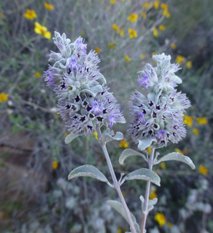 Desert Lavender (Hyptis emoryi) essential oil