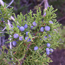 One Seed Juniper (Juniperus monosperma) essential oil