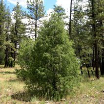 Rocky Mountain Juniper (Juniperus scopulorum) essential oil