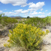 Mohave Rabbitbrush  (Ericameria paniculata) essential oil