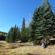 Blue Spruce (Picea pungens) essential oil