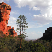 Ponderosa Pine (Pinus ponderosa) essential oil