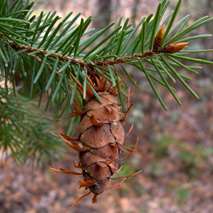 Douglas Fir (Pseudosuga Menzesii) essential oil