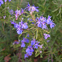 Rosemary (Cineole) (Rosmarinus officianalis) essential oil