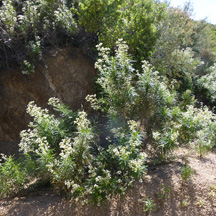 Yerba Santa/Pinyon co-distill   (Eriodictyon angustifolia/ Pinus edulis) essential oil