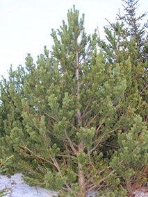 Lodgepole Pine essential oil from Iceland