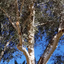 River Red Gum Eucalyptus (Eucalyptus camadulensis) essential oil