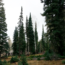 Douglas Fir (Pseudosuga Menzesii) essential oil