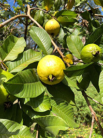 Guava Leaf Jamaican Essential Oil
